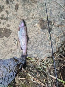 Rainbow Trout