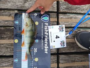 European Perch