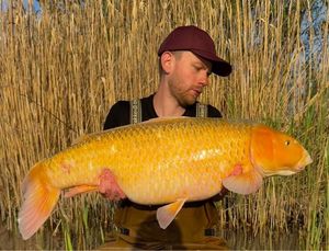 Koï Fish