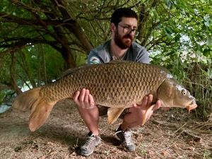 Common Carp