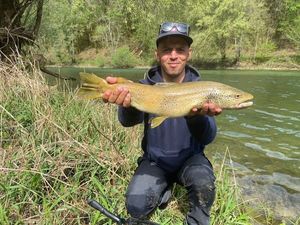 Brown Trout