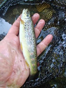 Brown Trout