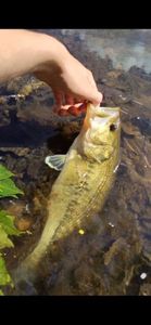 Largemouth Bass