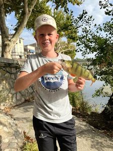 European Perch