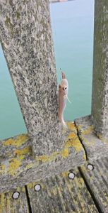 Whiting
