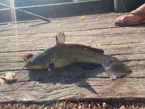 Black Bullhead