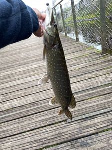 Northern Pike