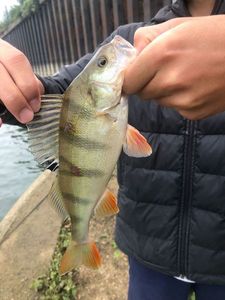 European Perch