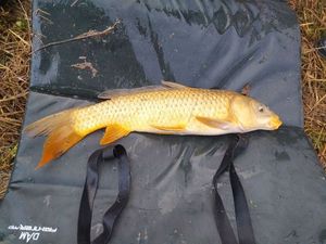 Common Carp