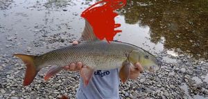 Barbel