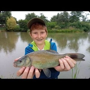 Tench