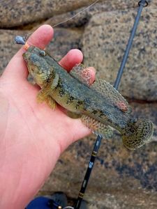 Giant Goby