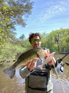 Largemouth Bass