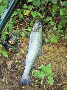 Rainbow Trout