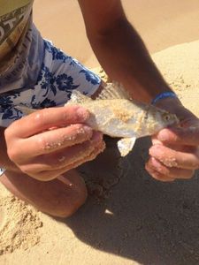 European Bass (Seabass)
