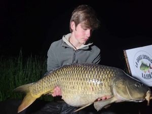 Common Carp