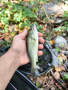 Largemouth Bass
