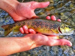 Brown Trout