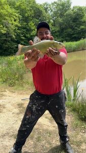 Tench