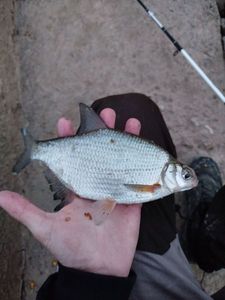 Common Bream