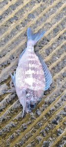 Black Seabream