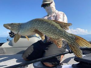 Northern Pike