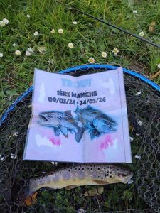 Brown Trout