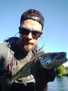 Zander