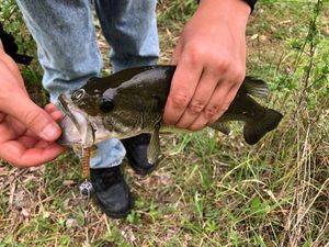 Largemouth Bass