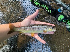Brown Trout