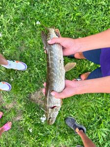 Northern Pike