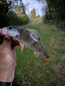 European Perch
