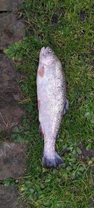 Rainbow Trout