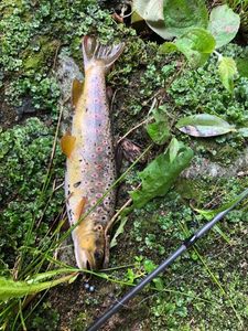 Brown Trout