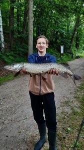 Northern Pike