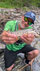 Brown Trout