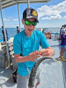 Cape Horse Mackerel