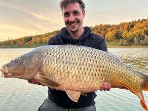 Common Carp