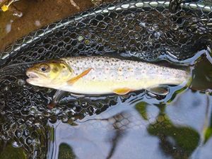 Brown Trout