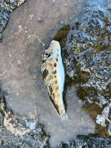 Pesce palla