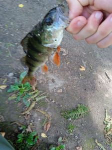European Perch