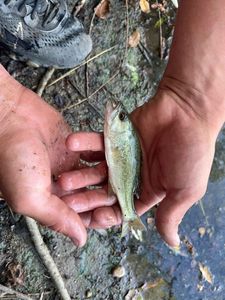 Smallmouth Bass