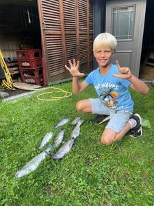 Rainbow Trout