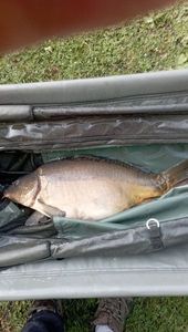 Mirror Carp