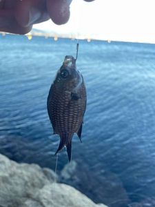 Saddled Seabream
