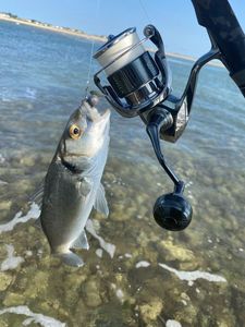 European Bass (Seabass)