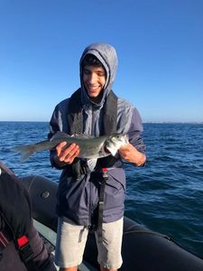 European Bass (Seabass)
