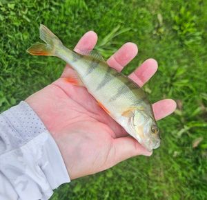 European Perch