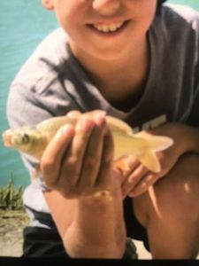 Common Carp