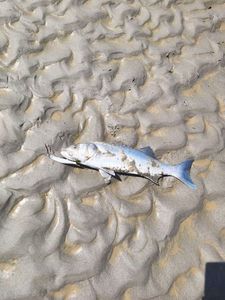 European Bass (Seabass)